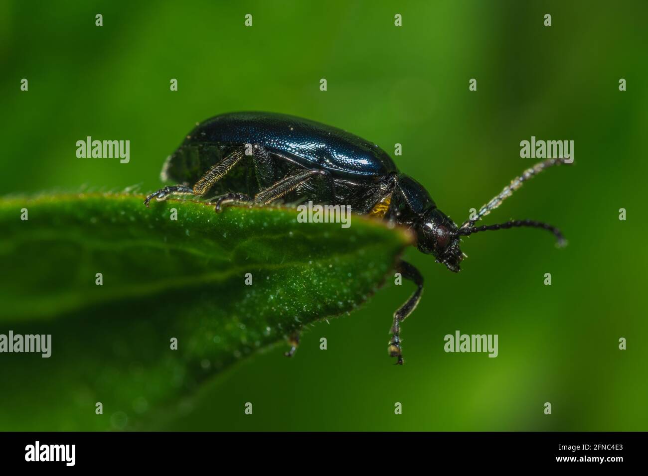 Escarabajo de hoja de sauce arrastrándose sobre una hoja en un jardín británico Foto de stock