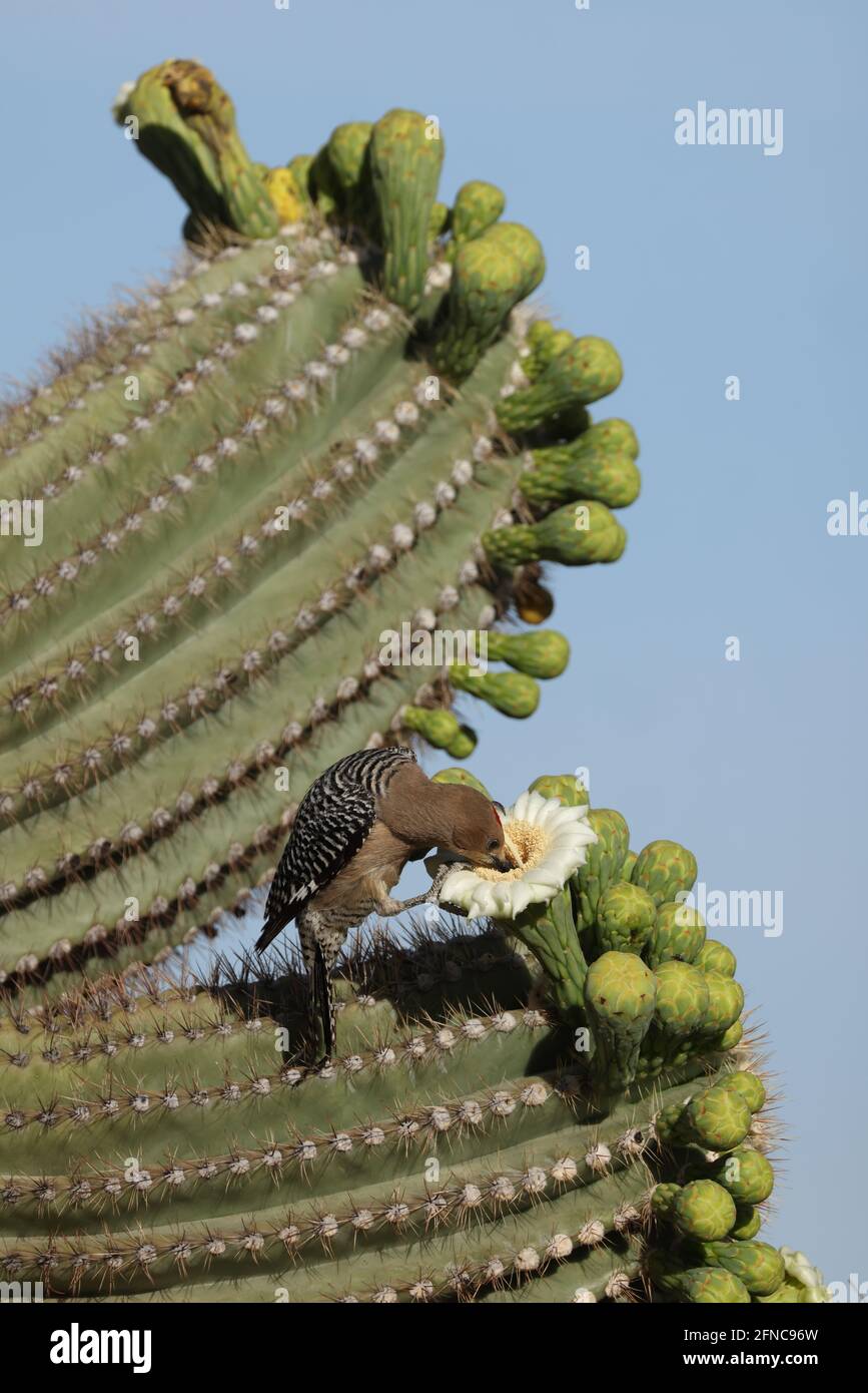 Carpintero de Gila (Melanerpes uropygialis), alimentándose del néctar de flores saguaro, desierto de Sonora, Arizona Foto de stock