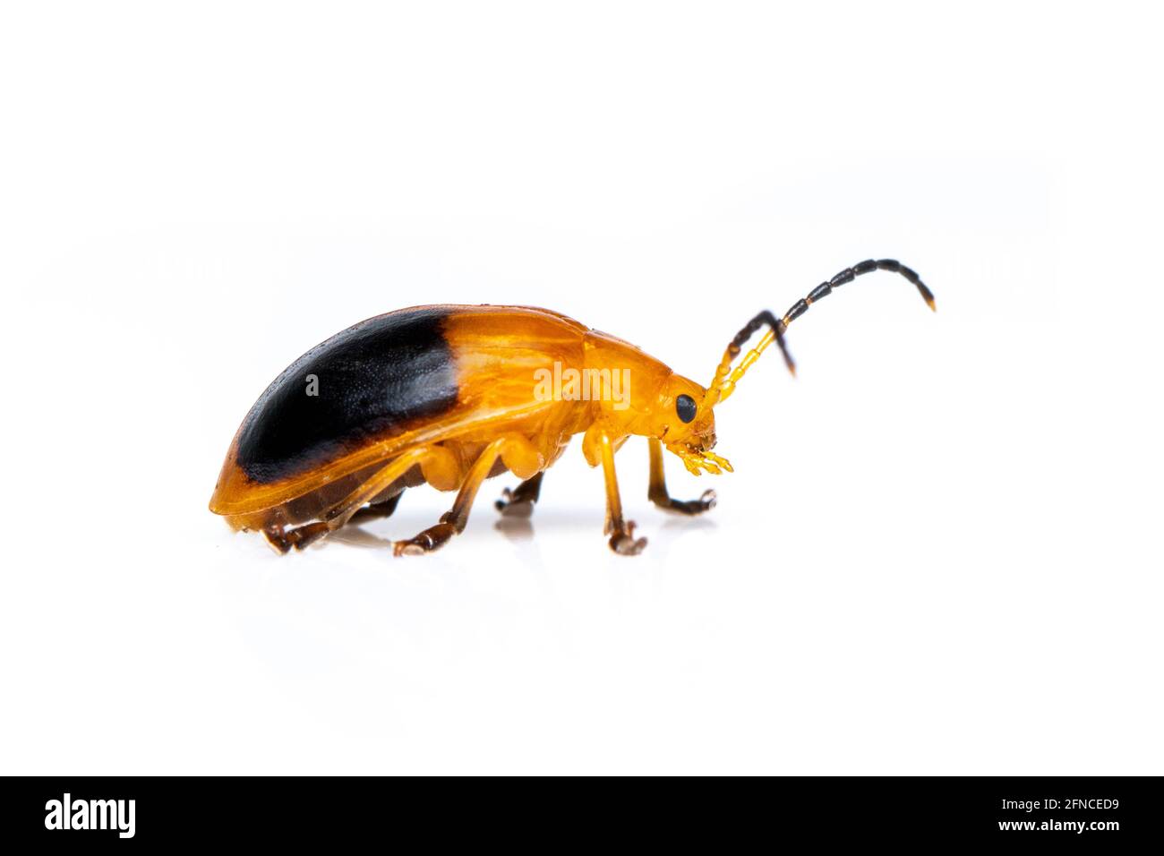 Imagen de Beetle de doble mancha (Oides andreweisi) aislado sobre fondo blanco. Animal. Insecto. Foto de stock