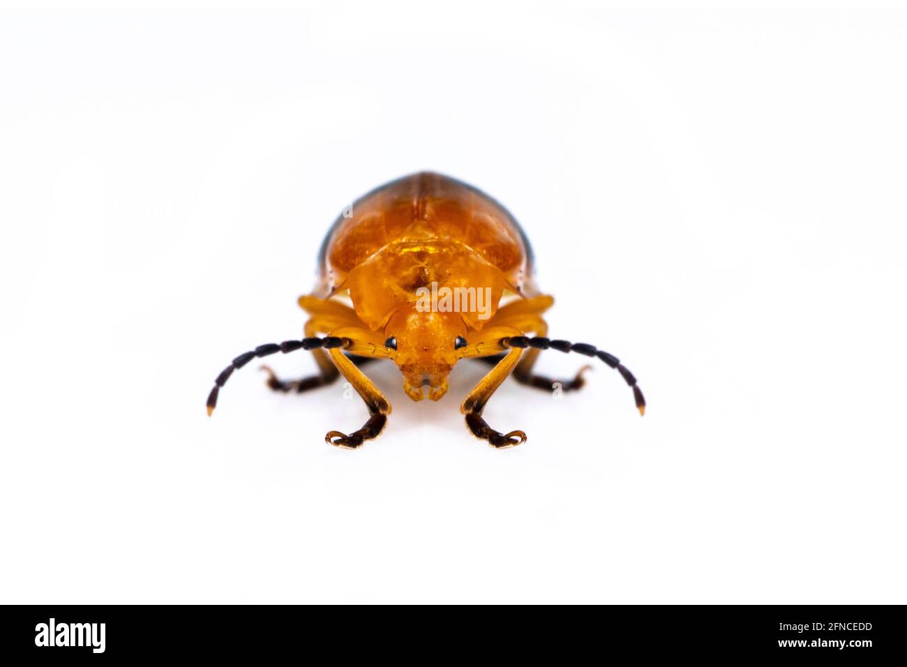 Imagen de Beetle de doble mancha (Oides andreweisi) aislado sobre fondo blanco. Animal. Insecto. Foto de stock