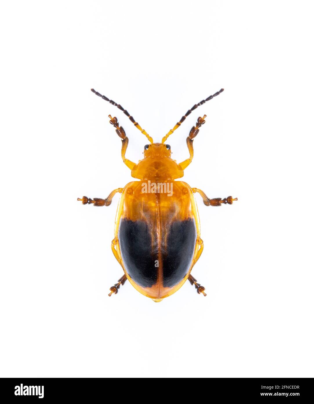 Imagen de Beetle de doble mancha (Oides andreweisi) aislado sobre fondo blanco. Animal. Insecto. Foto de stock