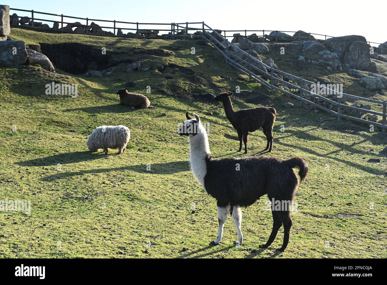Alpaka y ovejas en una granja única en las tierras terminan en Cornwall Foto de stock