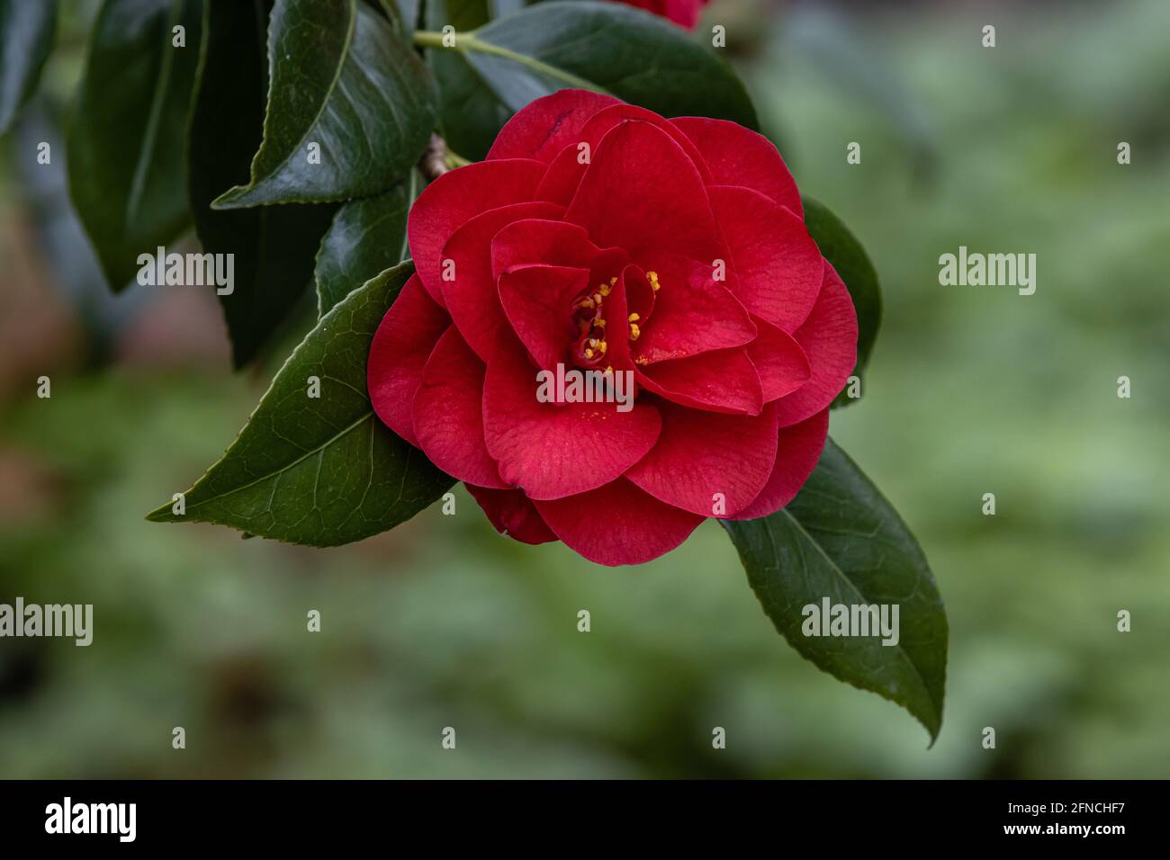 Flor roja de Camellia japonica Ace of Hearts in resorte Fotografía de stock  - Alamy