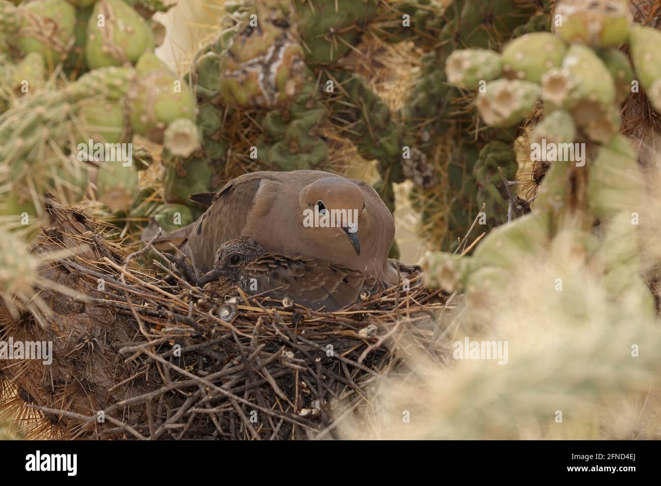 Palomas de luto (Zenaida macroura), en nido en cactus cholla, desierto de Sonora, Arizona Foto de stock