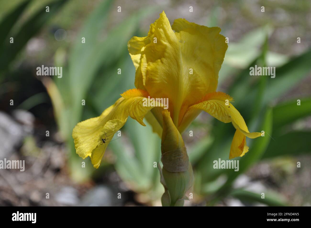 Flor de iris con hojas verdes. El iris amarillo con barba florece en primavera en un día nublado Foto de stock