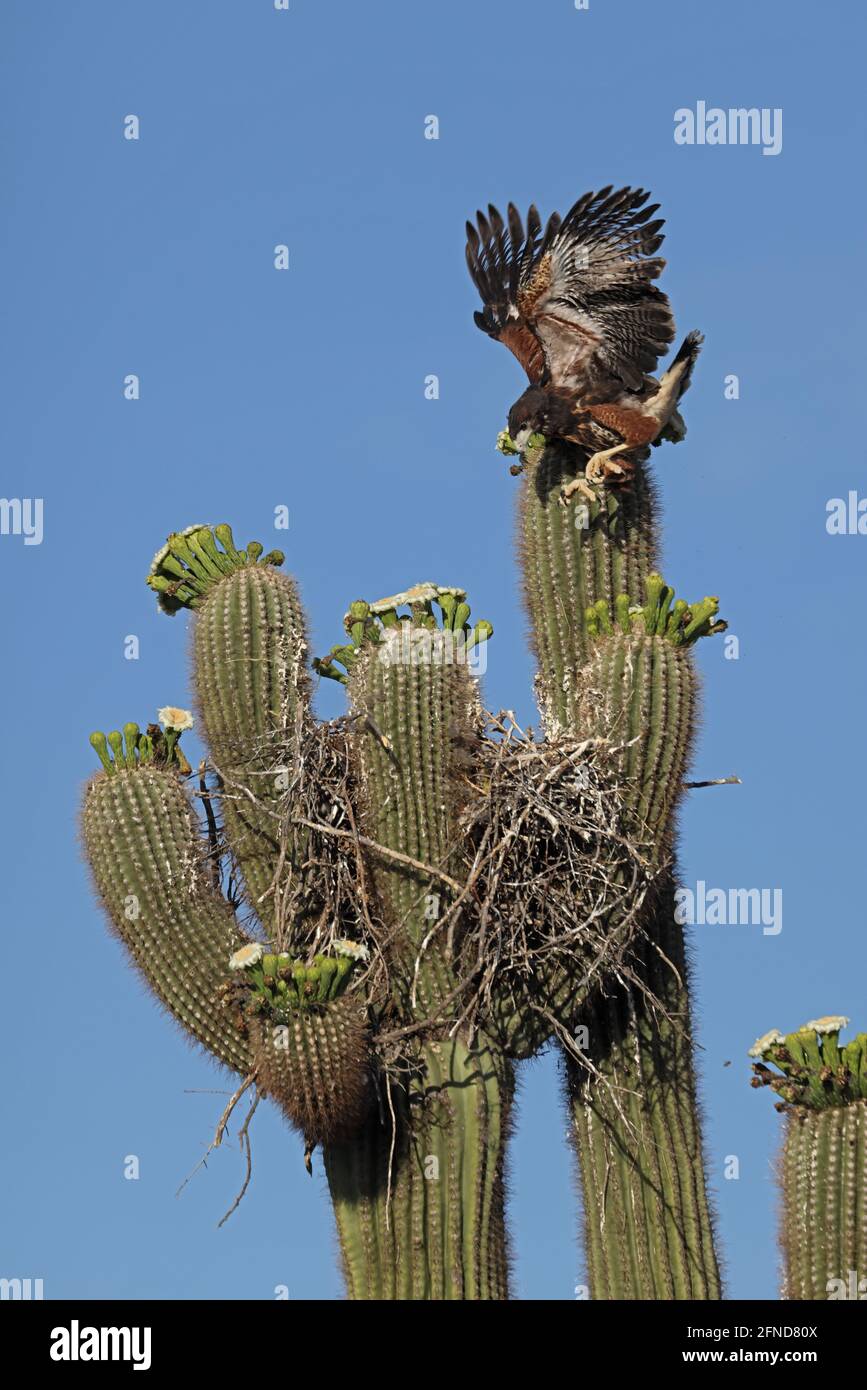 El halcón de Harris (Parabuteo unicinctus), que está a punto de dejar el nido en cactus saguaro, practicando el vuelo, desierto de Sonora, Arizona Foto de stock