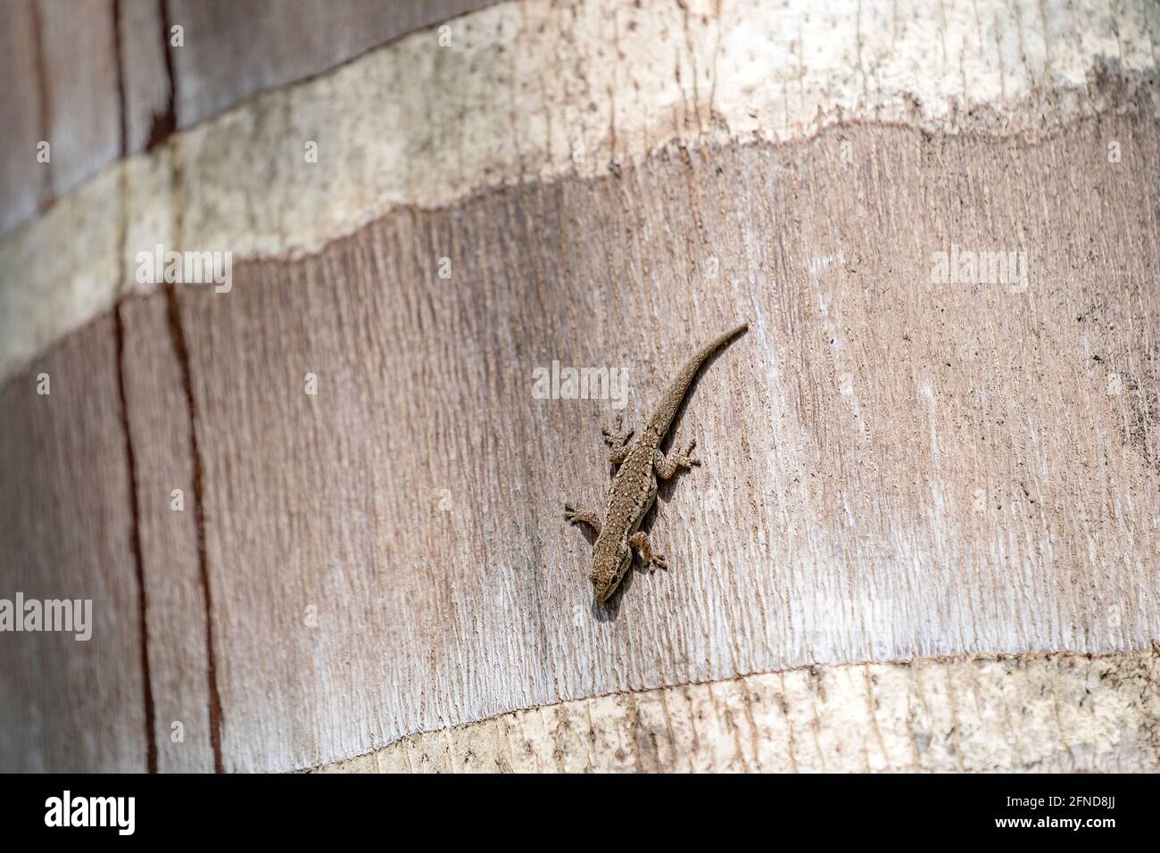 Cabo Dwarf Gecko en Arusha Tanzania Foto de stock