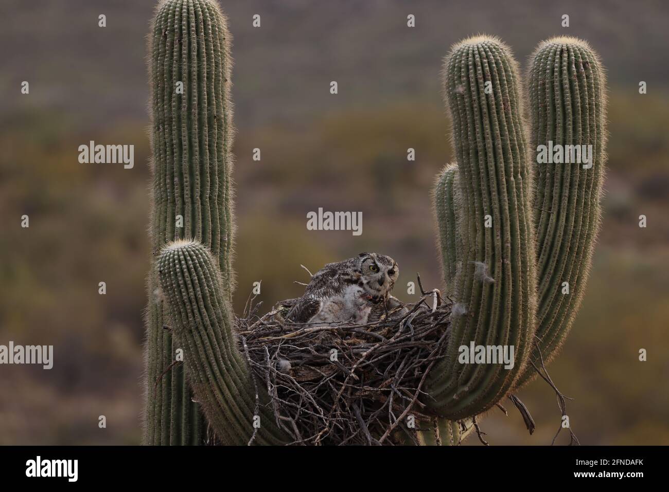 Grandes lechuzas (Bubo virginianus), en nido en cactus saguaro, (Carnegiea gigantea), alimentación de padres jóvenes, desierto de Sonora, Arizona Foto de stock