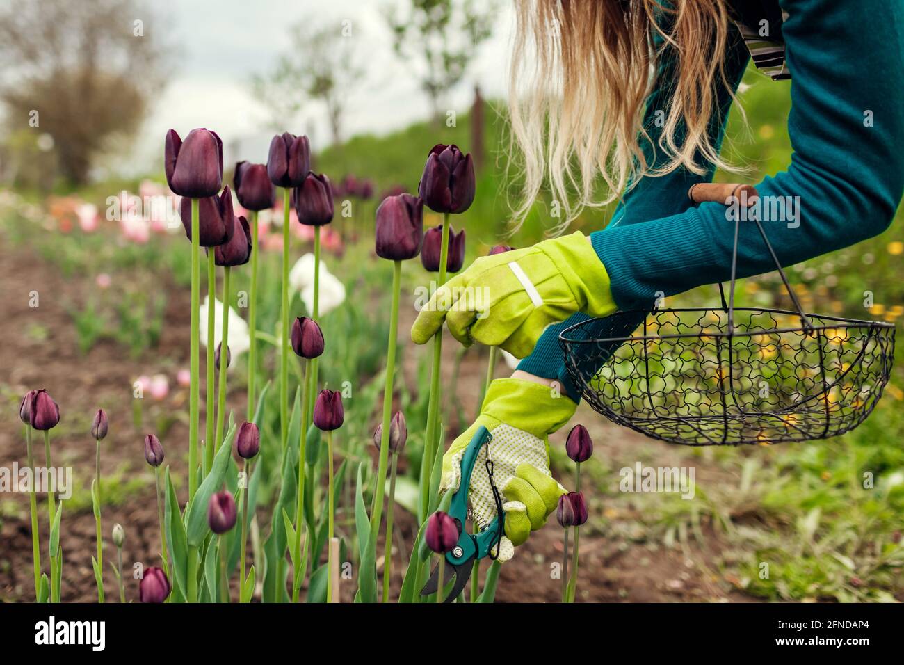 Jardinero recogiendo tulipanes negros púrpura en el jardín de primavera. La mujer corta las flores con los secateurs que sostienen la cesta. Reina de la variedad de noche de cerca Foto de stock