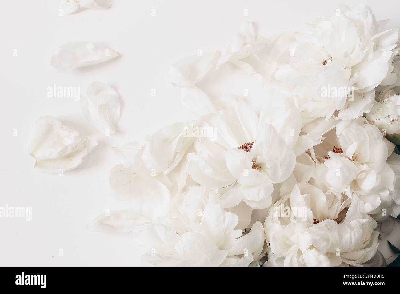 Foto de peonías blancas fotografías e imágenes de alta resolución - Alamy