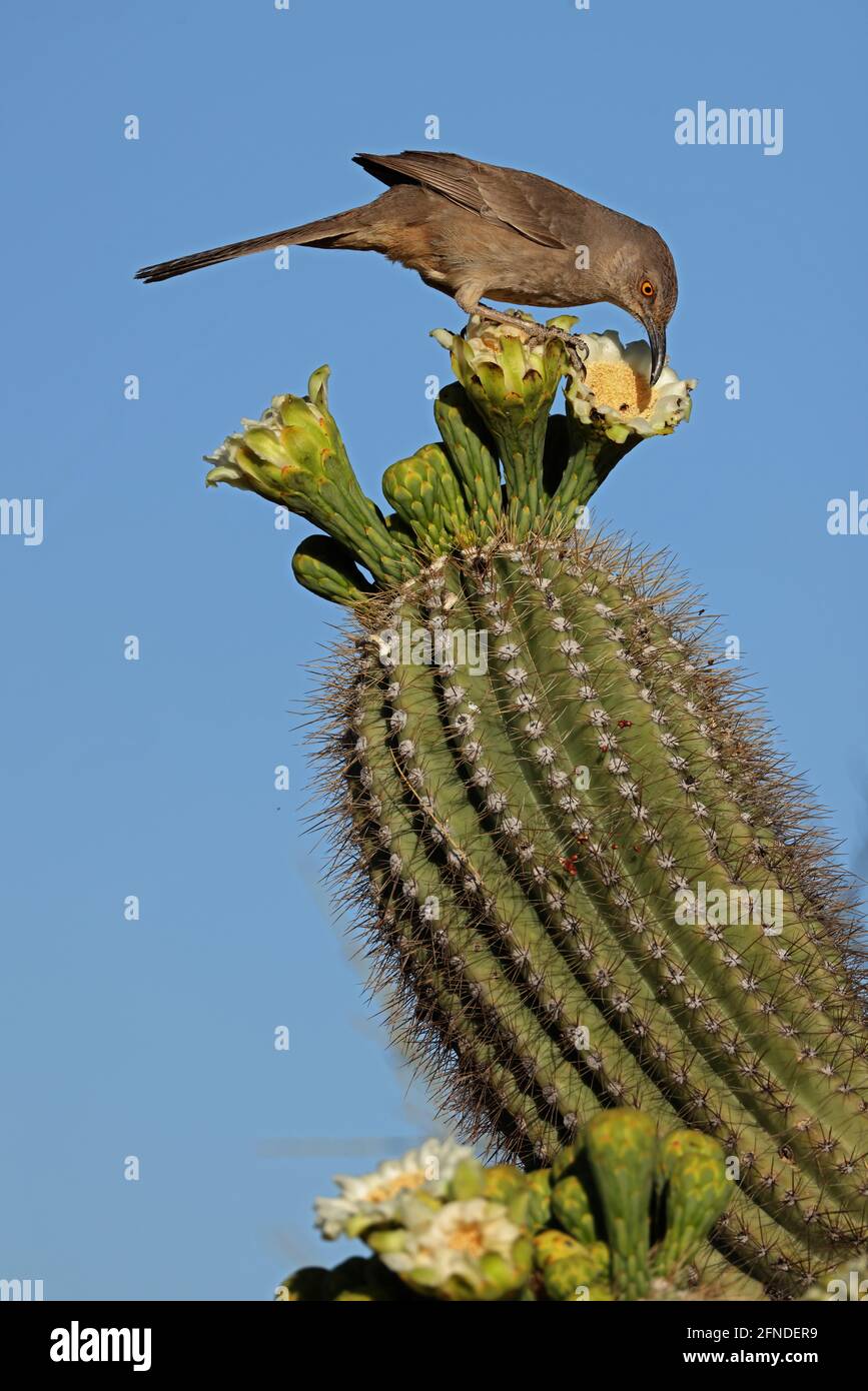 Thrasher de pico curvo (Toxostoma curvirostre), alimentándose del néctar en la flor del saguaro e insectos atrapados en ellos, desierto de Sonora, Arizona Foto de stock