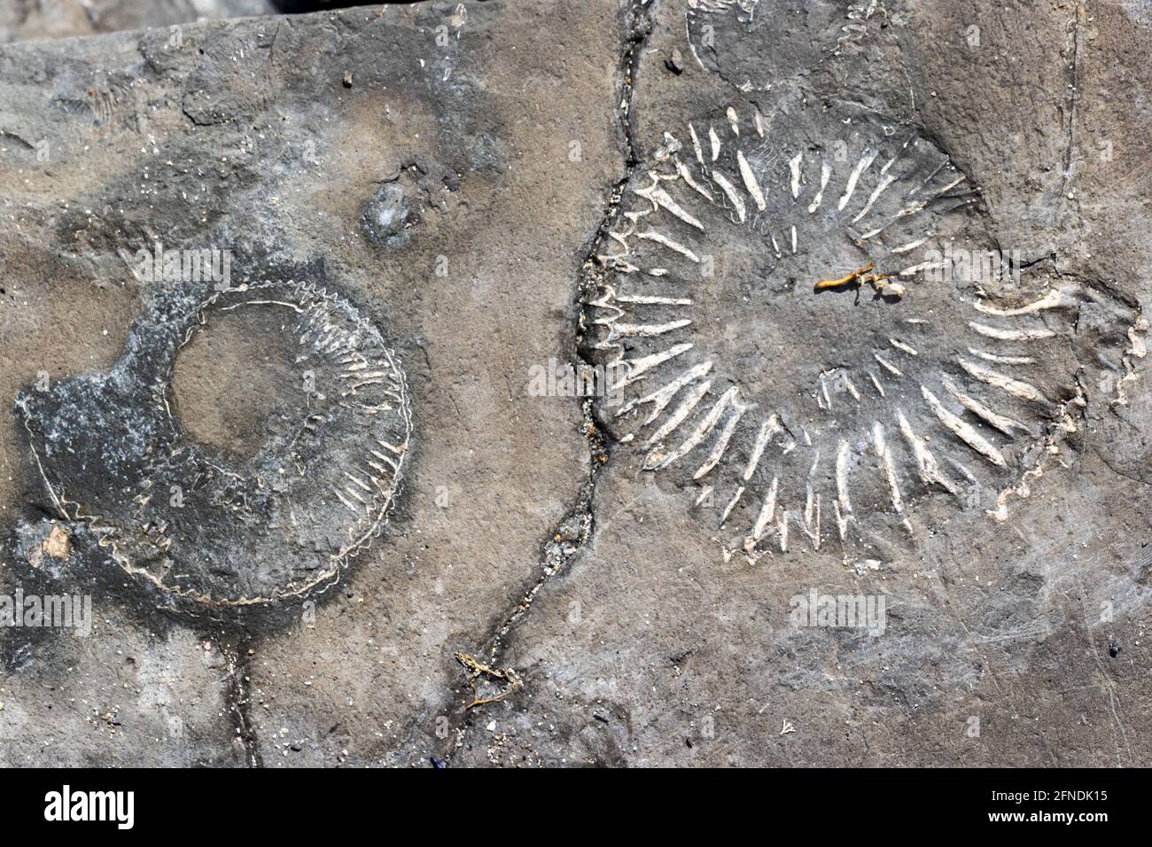 Ammonite, Kimmeridge Bay, Isla de Purbeck, Costa Jurásica, Dorset, REINO UNIDO Foto de stock