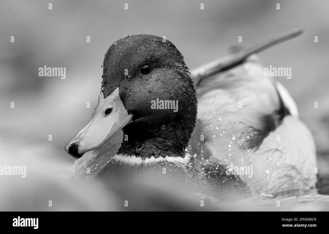 Un disparo completo detallado de cabeza de un pato de pato de pato de pato macho Con entorno natural en formato de imagen en blanco y negro Foto de stock