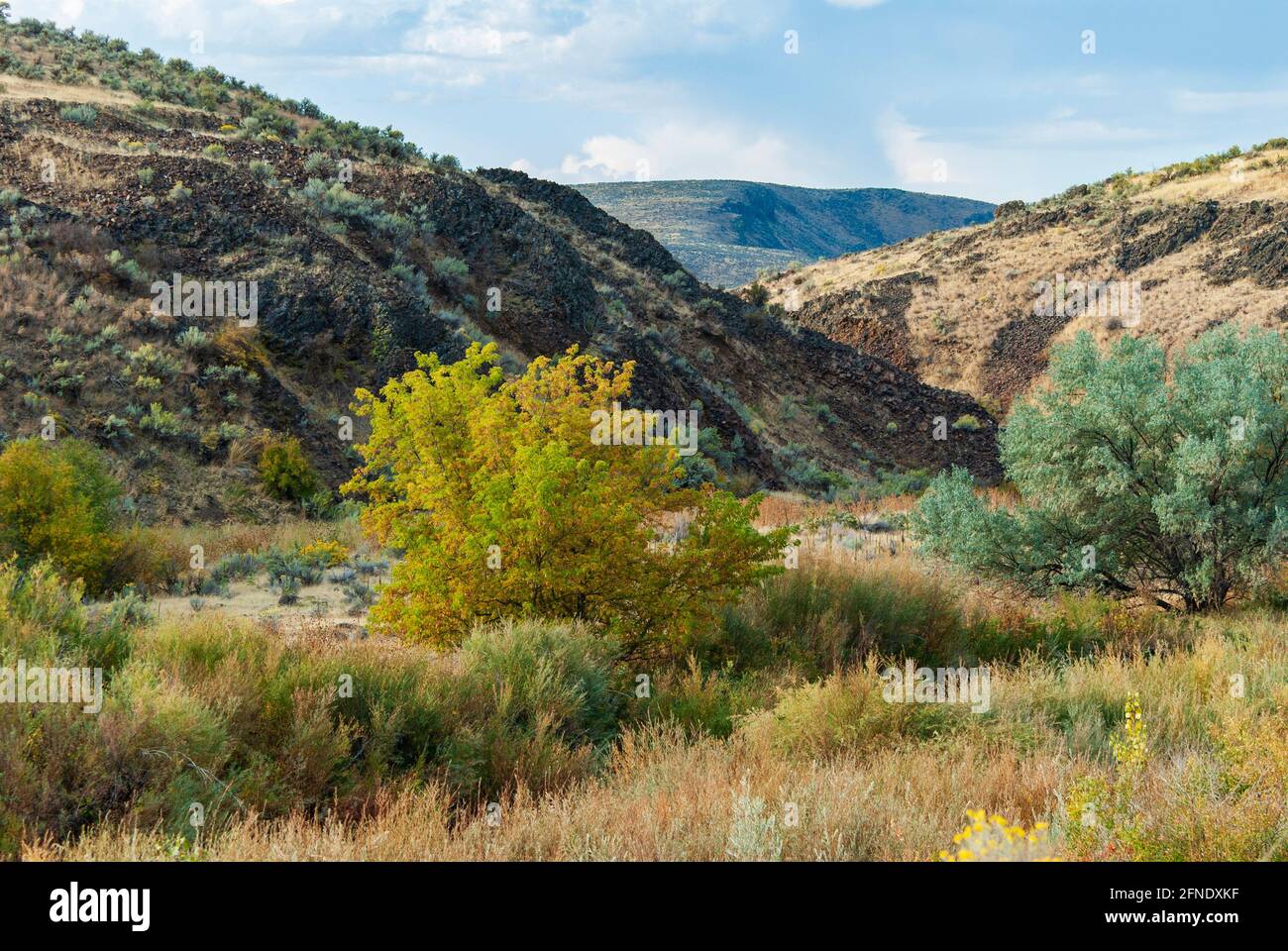 Colinas ondulantes del desierto alto de Oregón con sagebrush, Artemisia tridentata. EE.UU. Foto de stock
