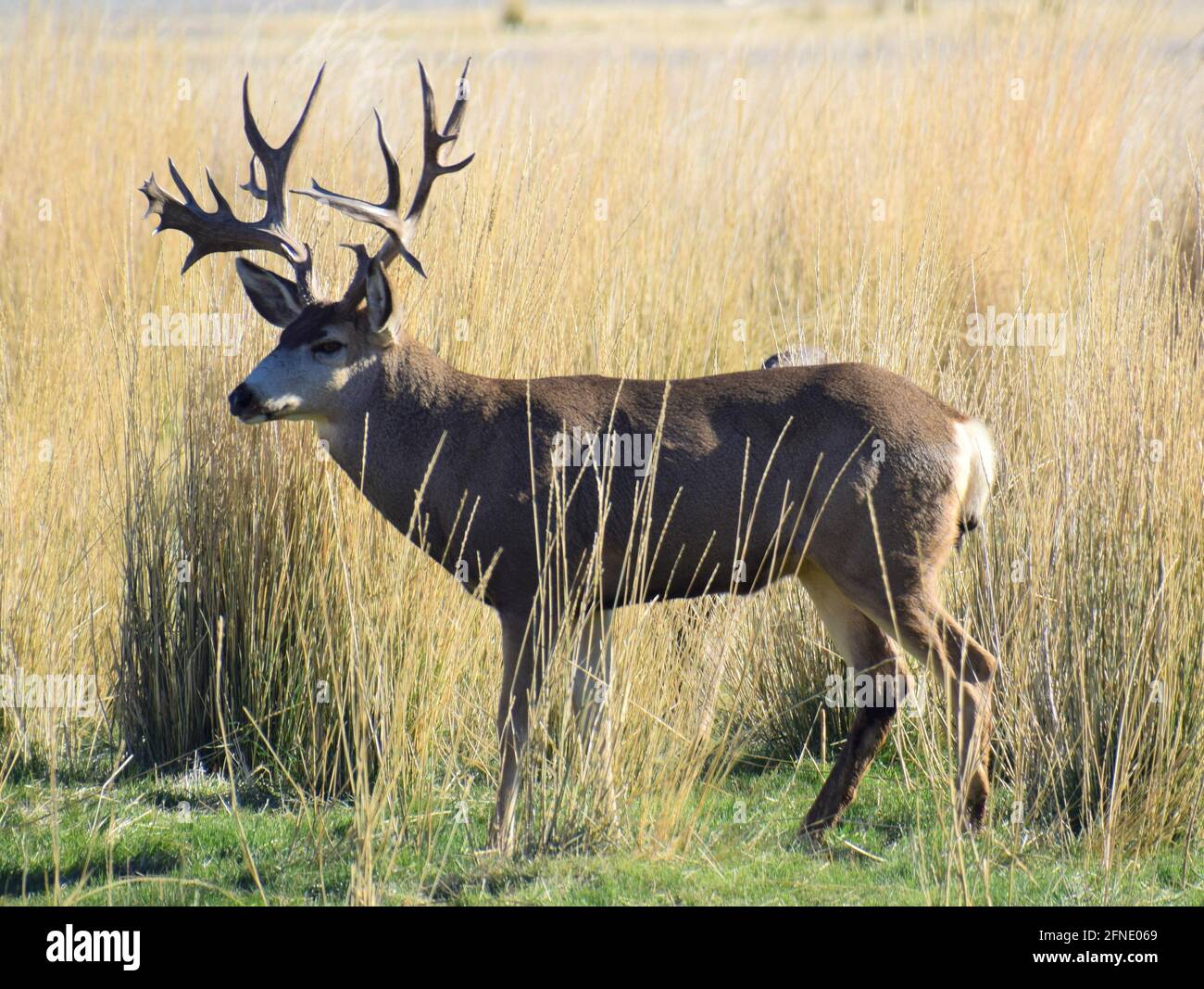 Monster mula ciervo buck Fotografía de stock - Alamy