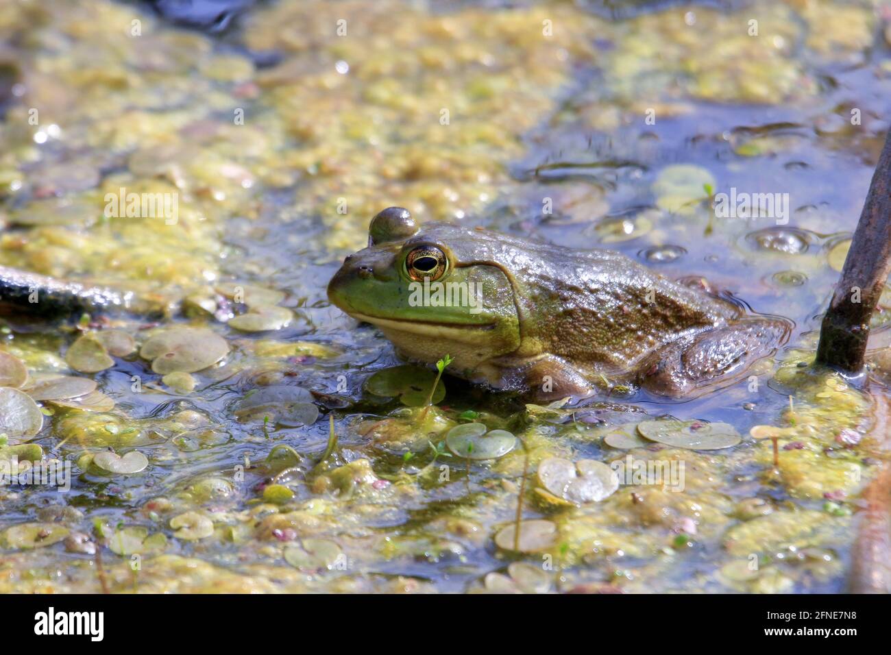 Lithobates catesbeianus - una serie de fotos que muestran lo impresionante el basking anfibio Foto de stock