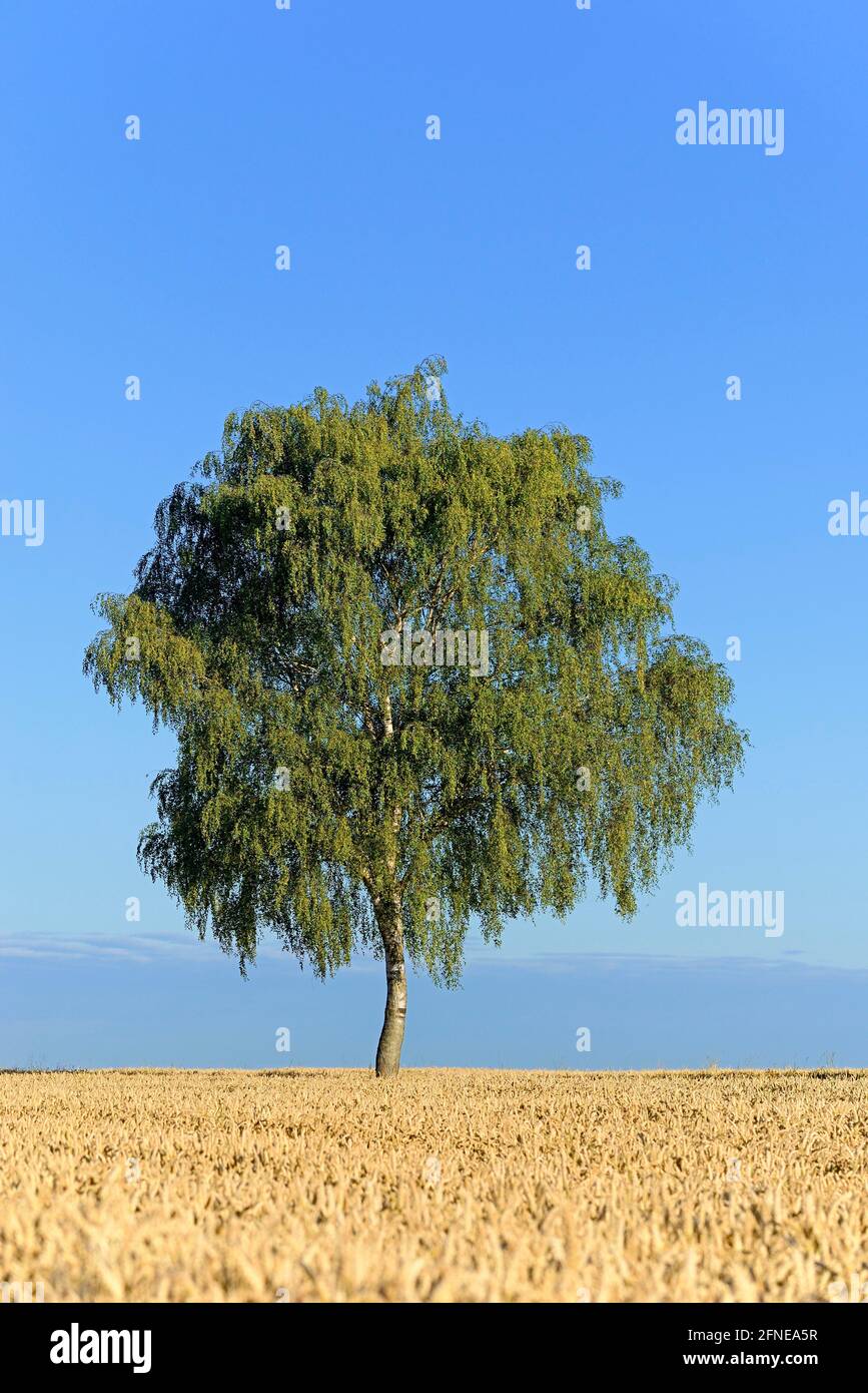 Abedul (Betula), árbol solitario en el campo de grano, cielo azul, Renania del Norte-Westfalia, Alemania Foto de stock