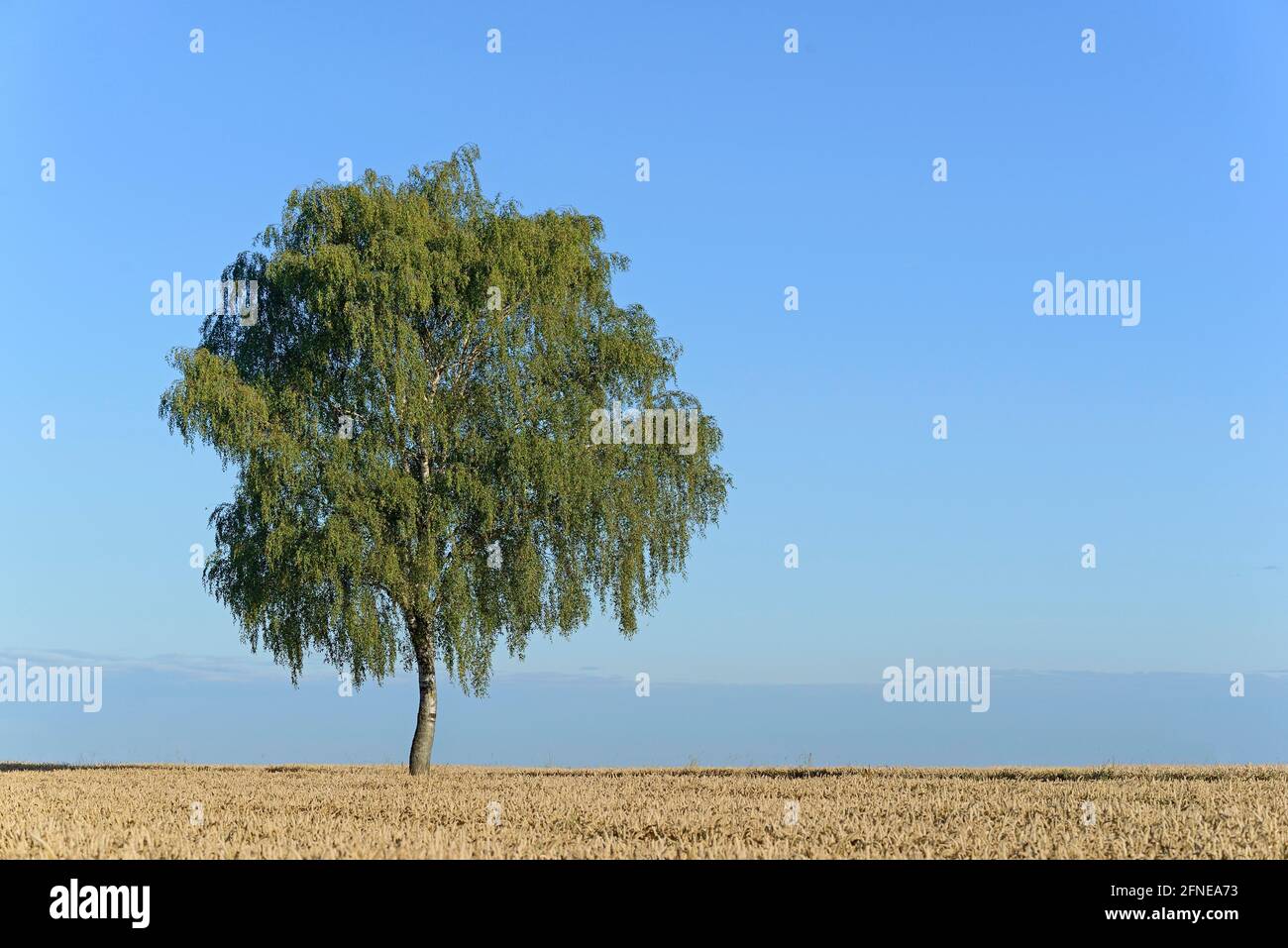 Abedul (Betula), árbol solitario en el campo de grano, cielo azul, Renania del Norte-Westfalia, Alemania Foto de stock