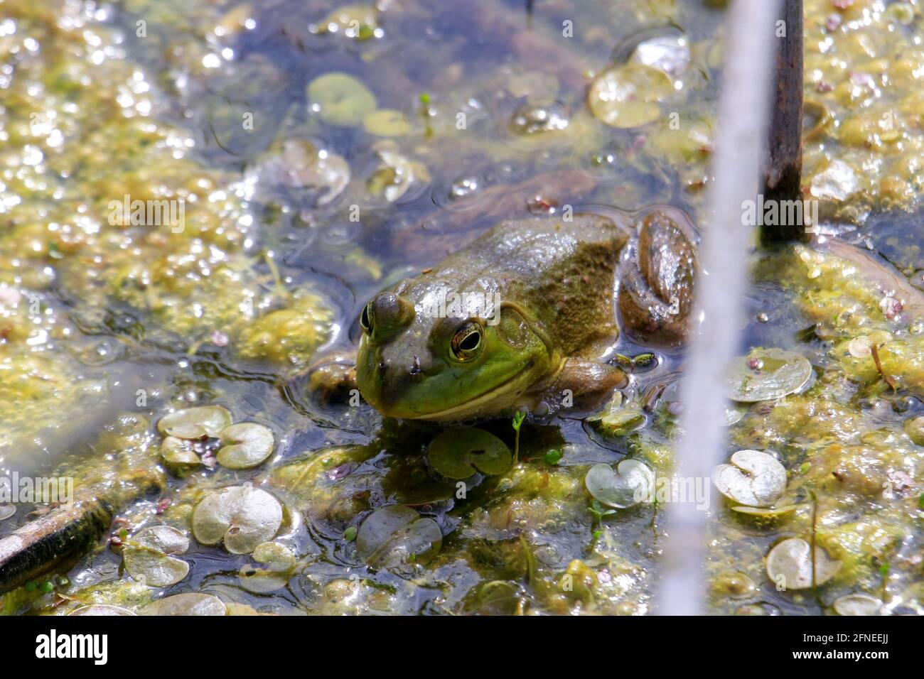 Lithobates catesbeianus - una serie de fotos que muestran lo impresionante el basking anfibio Foto de stock