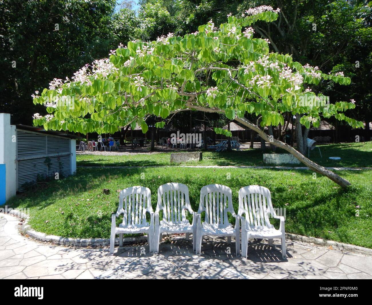 Cuatro sillas blancas de jardín a la sombra bajo un árbol florido, frente a una piscina en el Water Garden, Bacolod, Filipinas Foto de stock