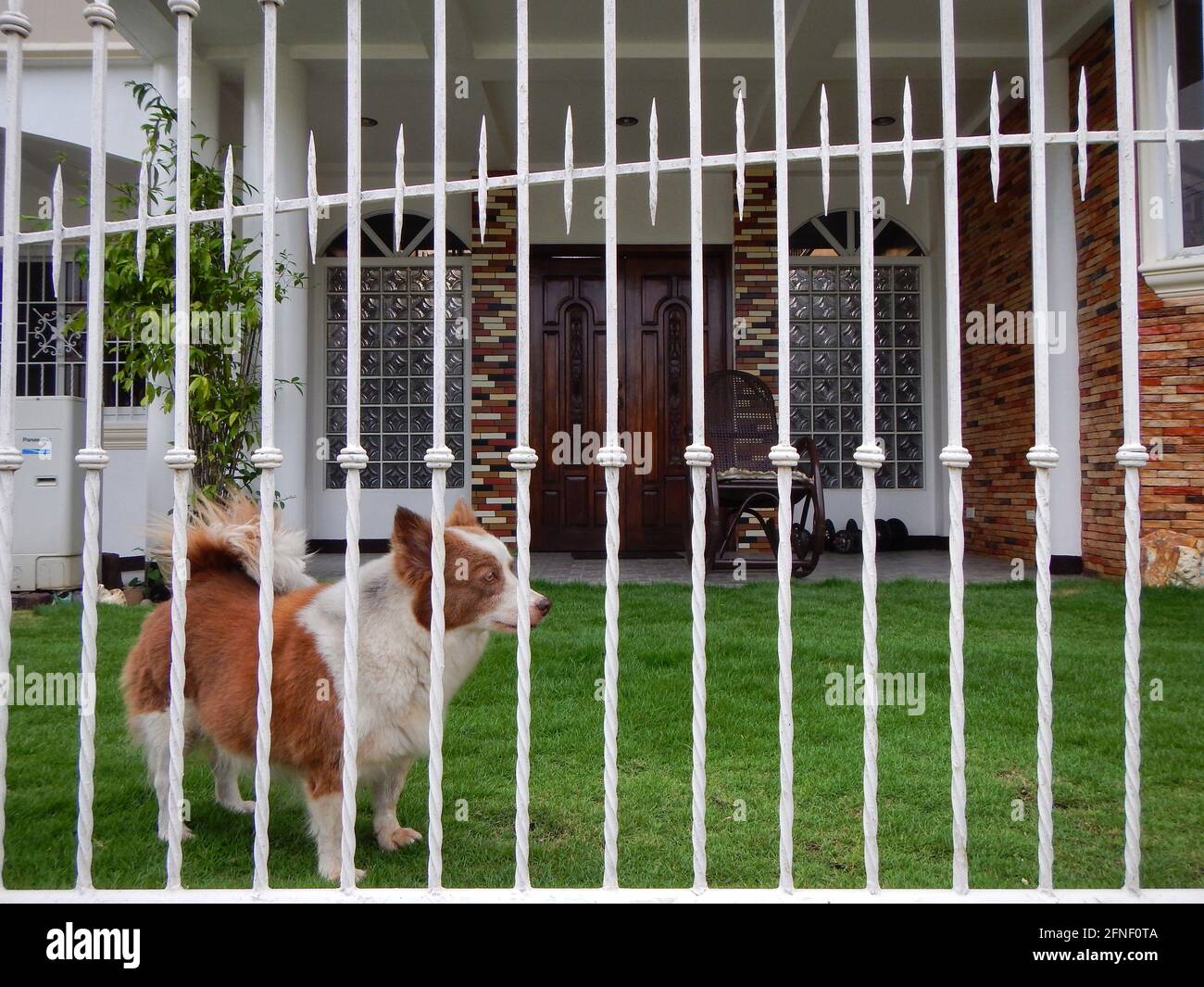 Perro pequeño detrás de las barras en una valla de jardín de patio trasero en Bacolod, Filipinas Foto de stock