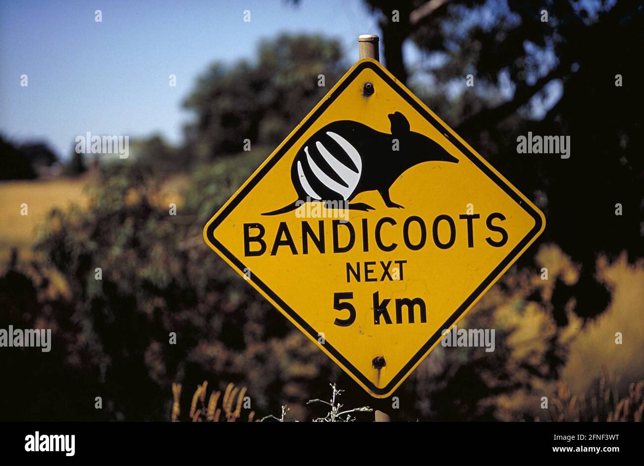 Una señal de carretera en la autopista Moonie en Queensland advierte de bandicoots. [traducción automática] Foto de stock