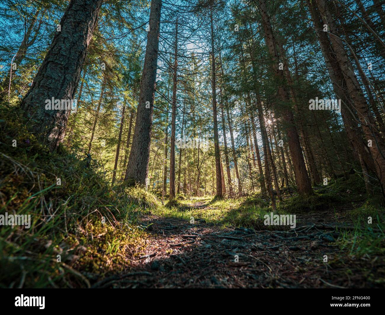 Hermosos rayos del sol brillan a través de los árboles en un bosque de pinos de montaña como un sendero de montaña conduce al bosque. Foto de stock