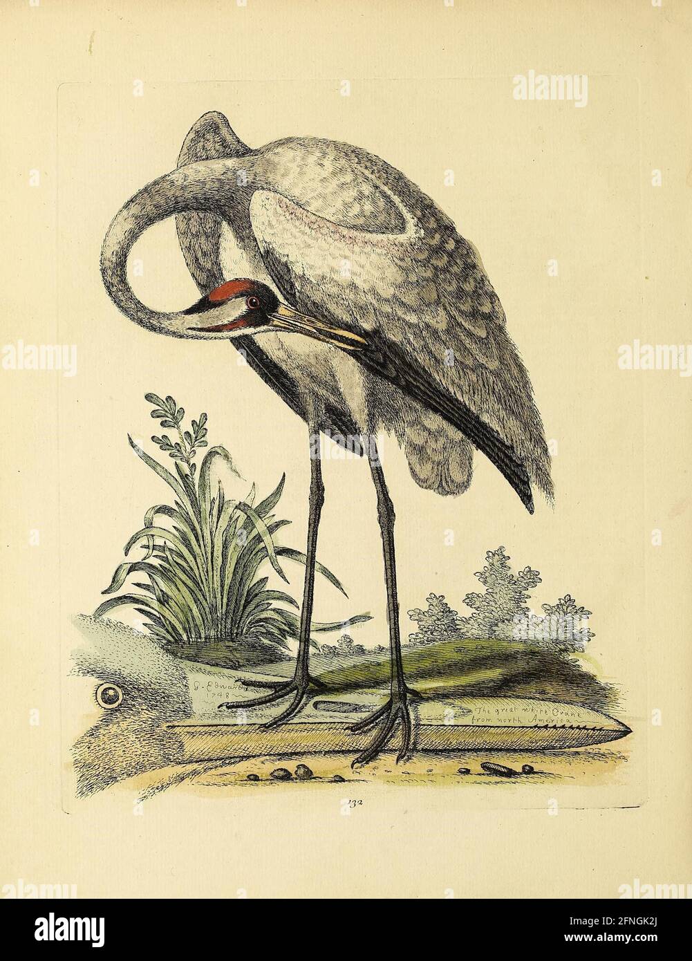 Historia natural de las aves Londres Impreso para el autor, en el