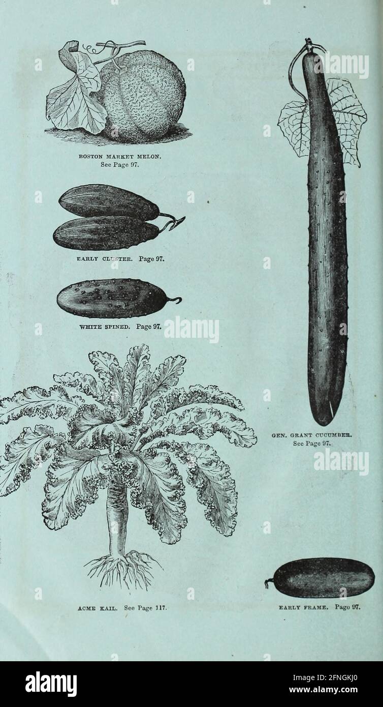 Washburn & Co. La guía del cultivador aficionado al jardín de la flor y de la cocina Boston, Massachusetts :The Company,1876. Foto de stock