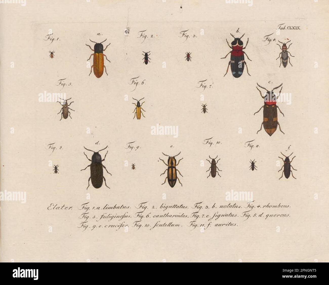 Sistema natural de todos los insectos domésticos y extranjeros conocidos,  como continuación de la historia natural de von Büffon: Berlín: J. Pauli,  1785-1806 Fotografía de stock - Alamy