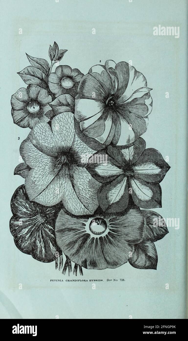 Washburn & Co. La guía del cultivador aficionado al jardín de la flor y de la cocina Boston, Massachusetts :The Company,1876. Foto de stock