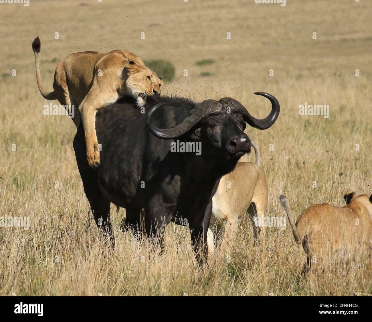 Uno de los leones se persiguió y trabó en la espalda del búfalo, hundiendo  sus dientes afilados adentro. KENIA, ÁFRICA: Imágenes DESGARRANTES han  capturado el momento Fotografía de stock - Alamy