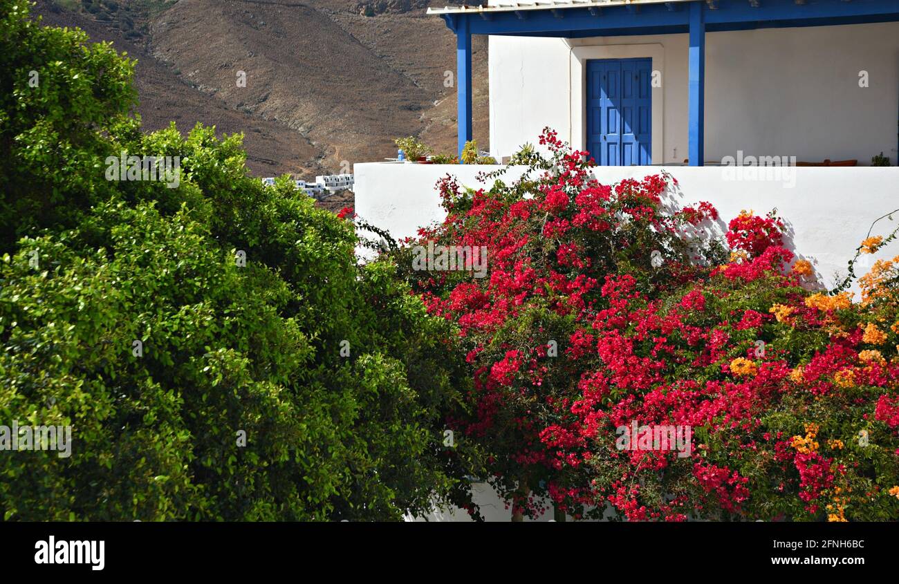 Paisaje con vistas panorámicas de una pintoresca casa rural encalada con  persianas azules y pérgola y una buganvilla trepadora en Astypalaia, Grecia  Fotografía de stock - Alamy