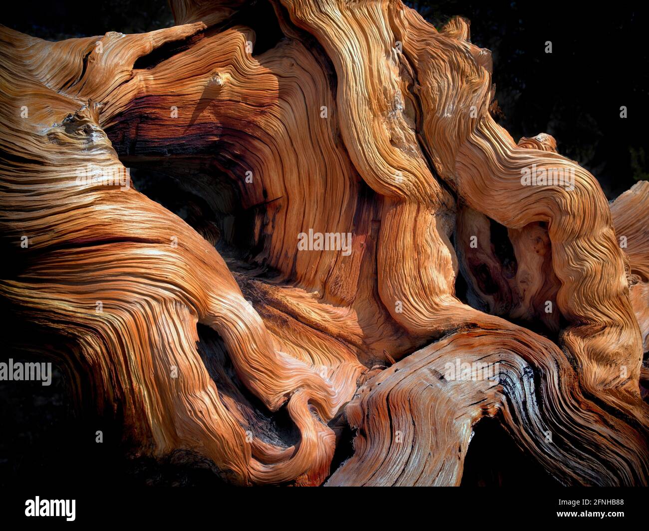 Las nudosas raíces descubiertas de pino bristlecone. Antiguo bosque de pinos bristlecone, Inyo County, California Foto de stock