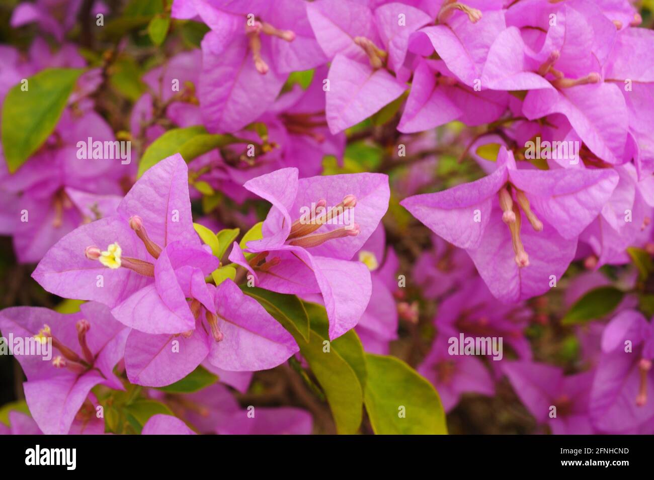 Flor rosa de buganvillas en el jardín Foto de stock
