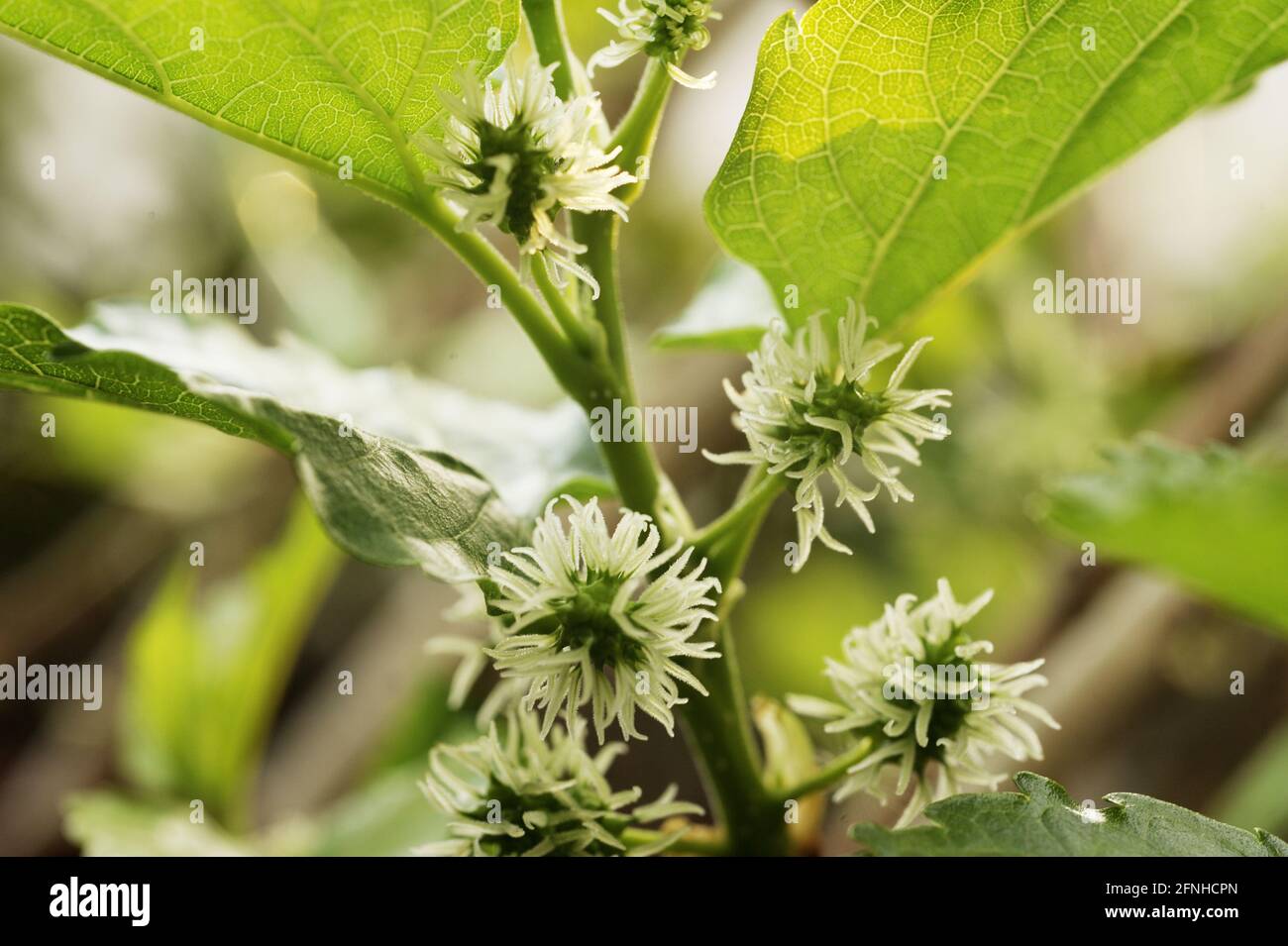 fruta verde joven de la morera en el árbol Foto de stock