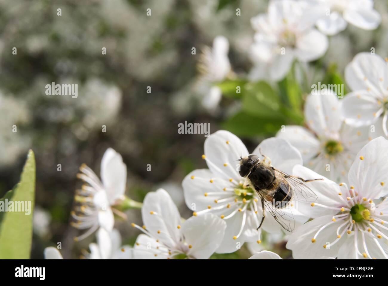 Bee se sienta en una hermosa flor de cerezo y chupa el néctar. Flor Prunus subg, Ceraso. Espacio de copia. Foto de stock