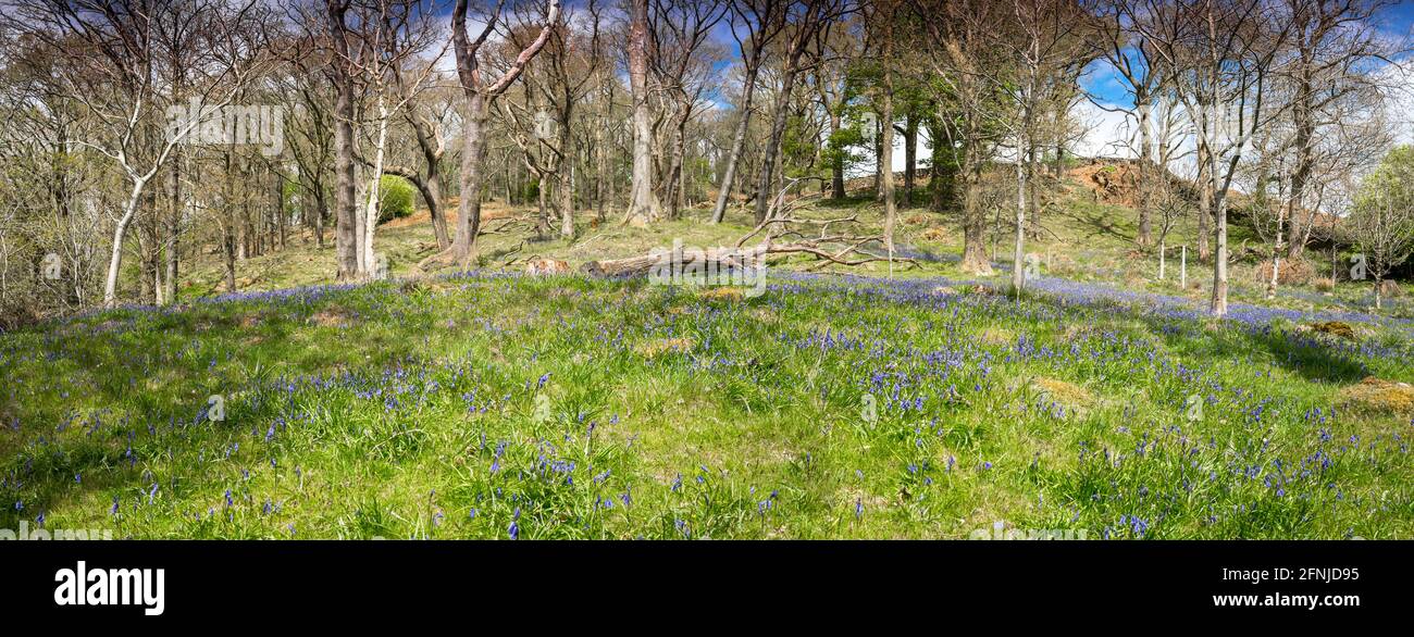 Los bluebells crecen en un pequeño bosque en el valle de troutbeck, Cumbria. Foto de stock