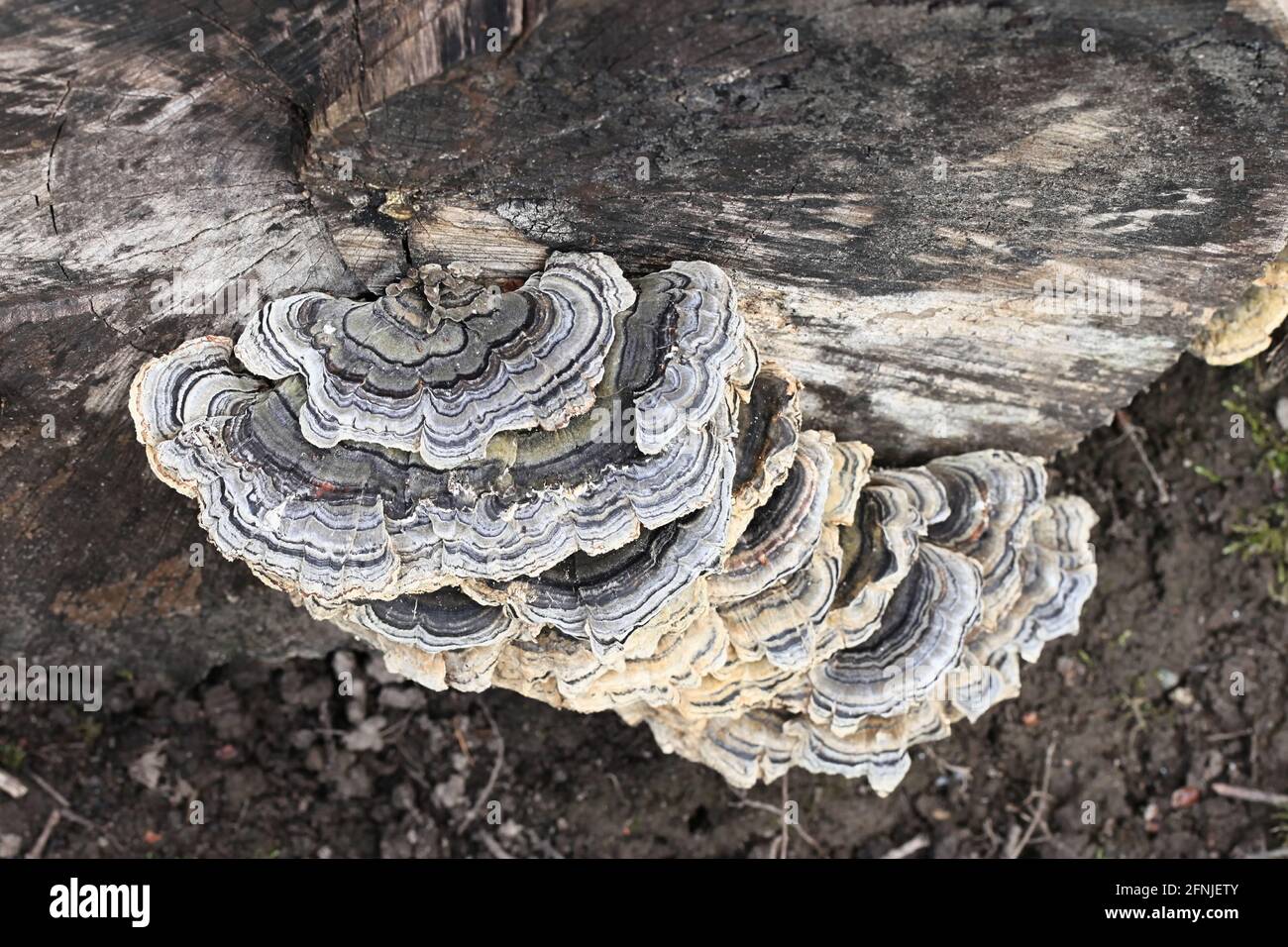 Turquía cola, Trametes versicolor, setas silvestres de Finlandia Foto de stock