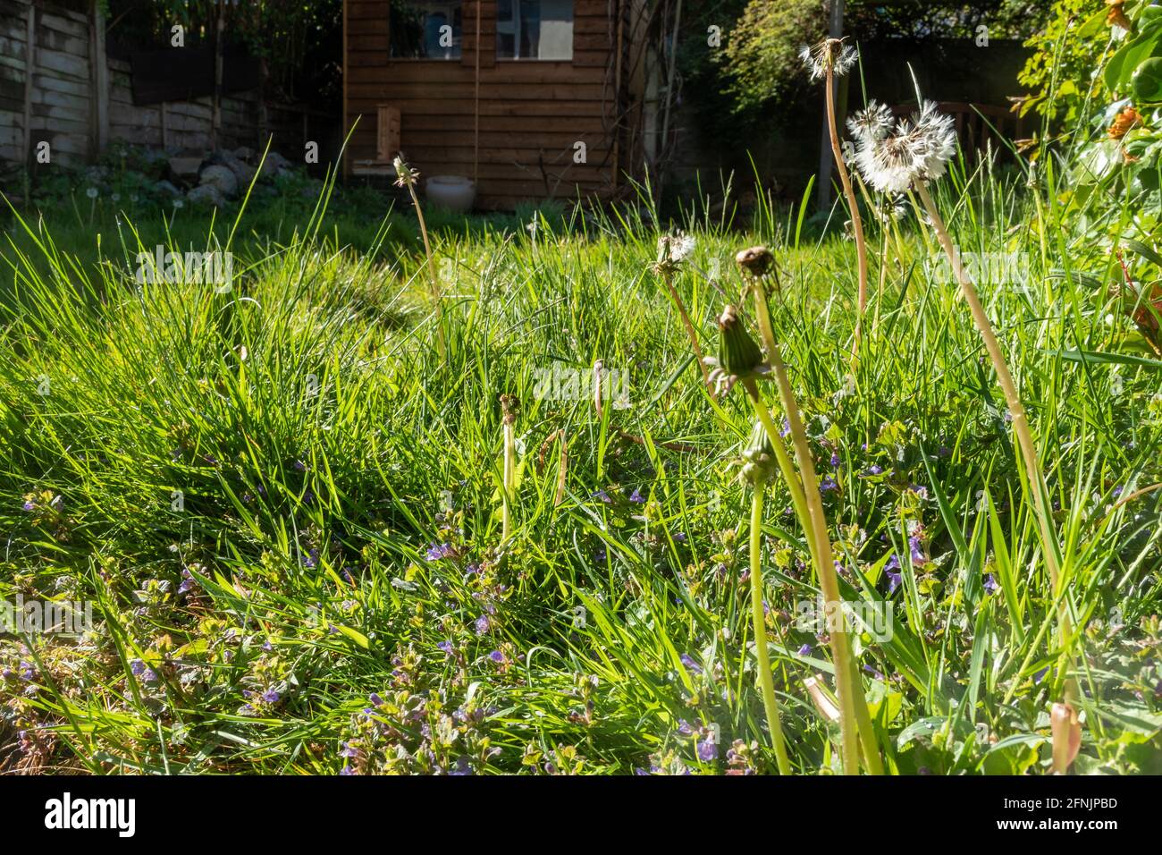 Concepto 'No Mow May'. Hierba larga sin cortar con flores silvestres o malezas incluyendo diente de león y hiedra molida, Reino Unido, durante mayo. Bueno para la vida silvestre y las abejas Foto de stock