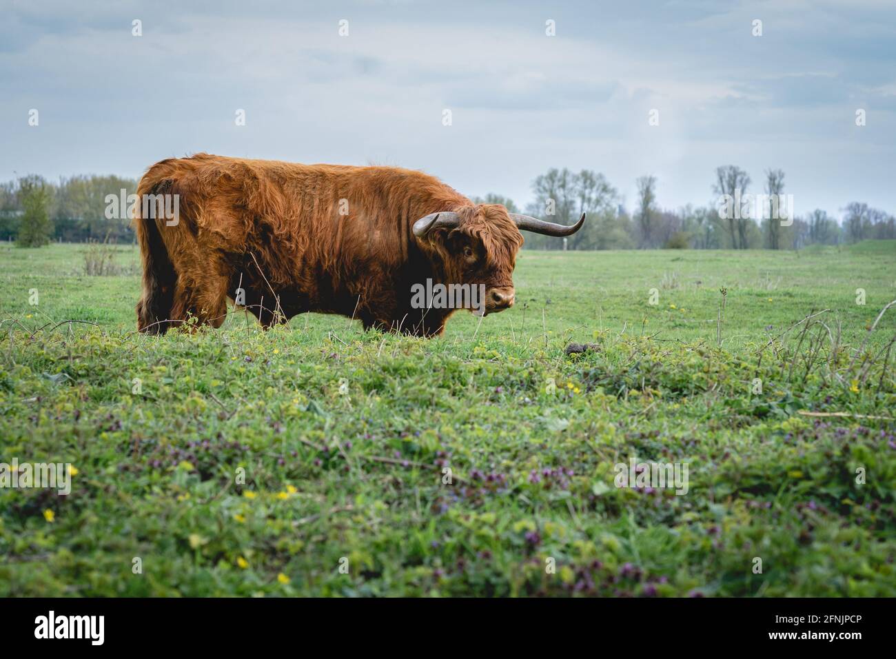 Vacas Higland en Beuningse Uiterwaarden, Beuningen Países Bajos. Foto de stock