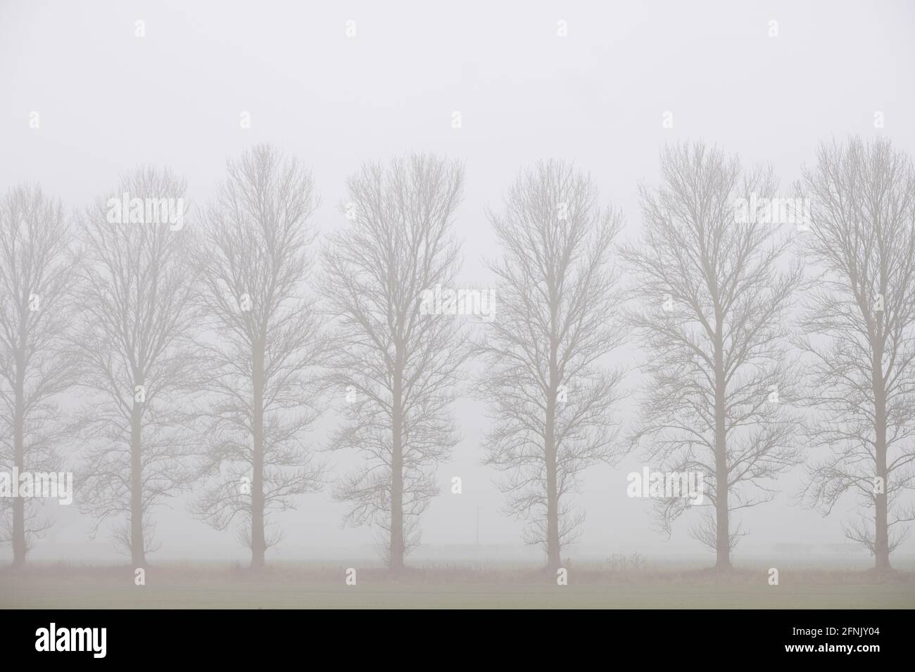 Hilera de árboles en niebla Foto de stock