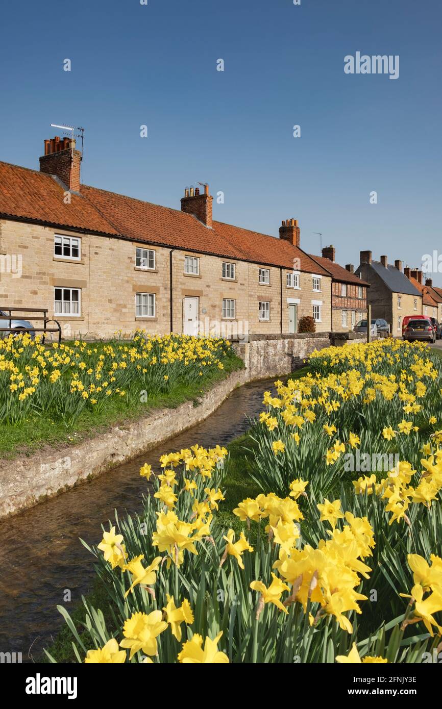 Daffodils de primavera en el pueblo de Helmsley en Yorkshire Foto de stock