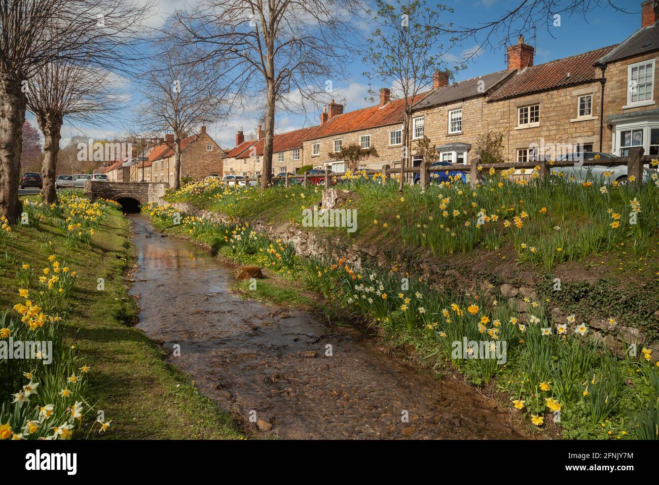 Los narcisos de primavera en el pueblo de Helmsley, en North Yorkshire Foto de stock