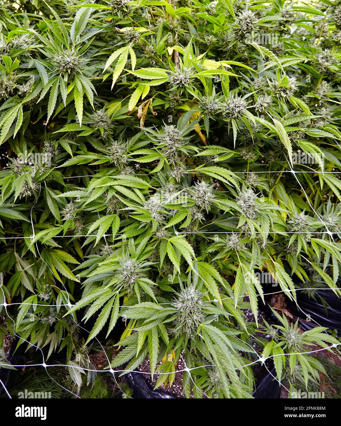 Cogollos de cannabis fotografías e imágenes de alta resolución - Alamy