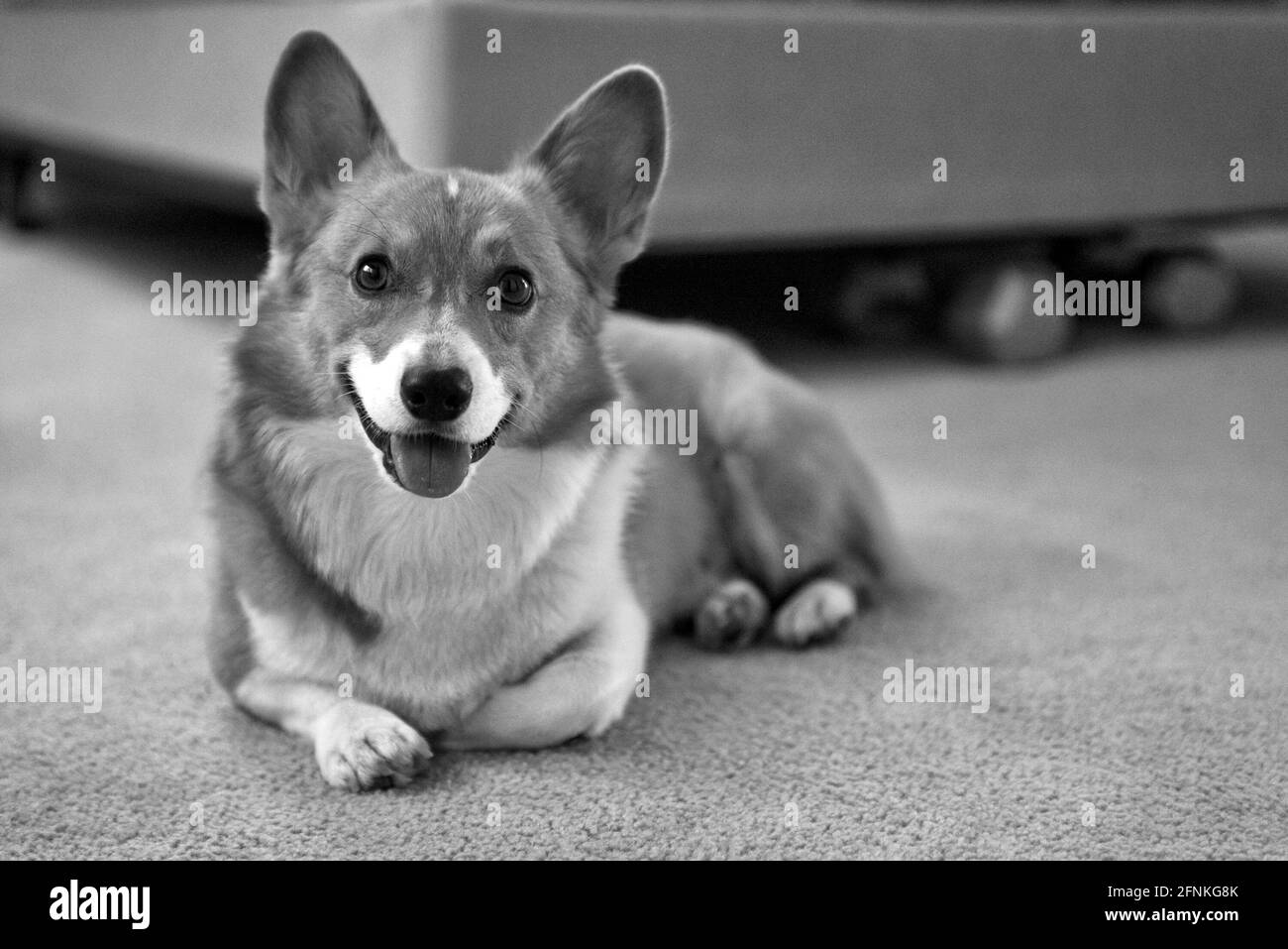 Perro Corgi Imagenes De Stock En Blanco Y Negro Alamy Perro Corgi Imagenes De Stock En Blanco Y Negro Alamy