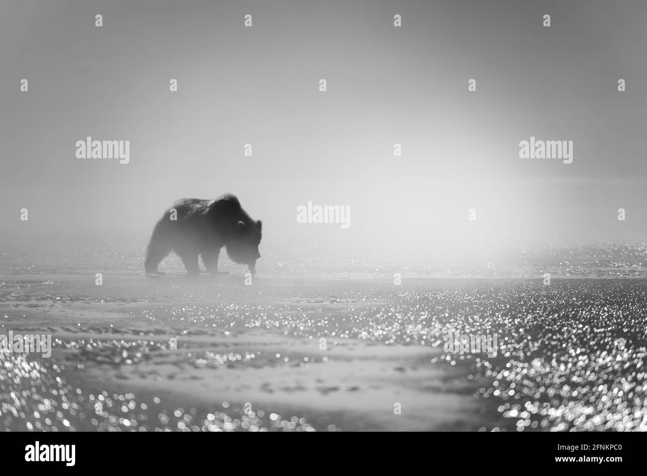 Dé un leve clamor a la luz de la mañana Foto de stock