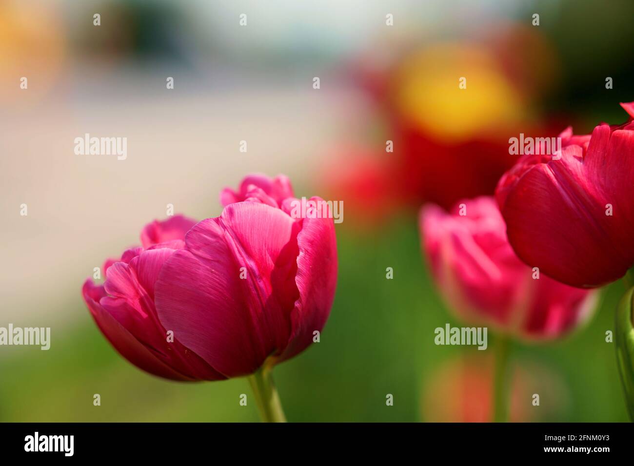 Flores rosas en un hermoso día soleado Fotografía de stock - Alamy