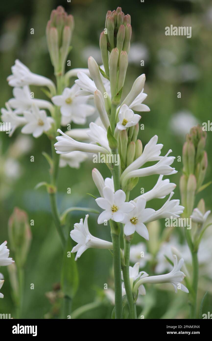 Flores de nardo fotografías e imágenes de alta resolución - Página 2 - Alamy Flores de nardo fotografías e imágenes de alta resolución - Página 2 - Alamy