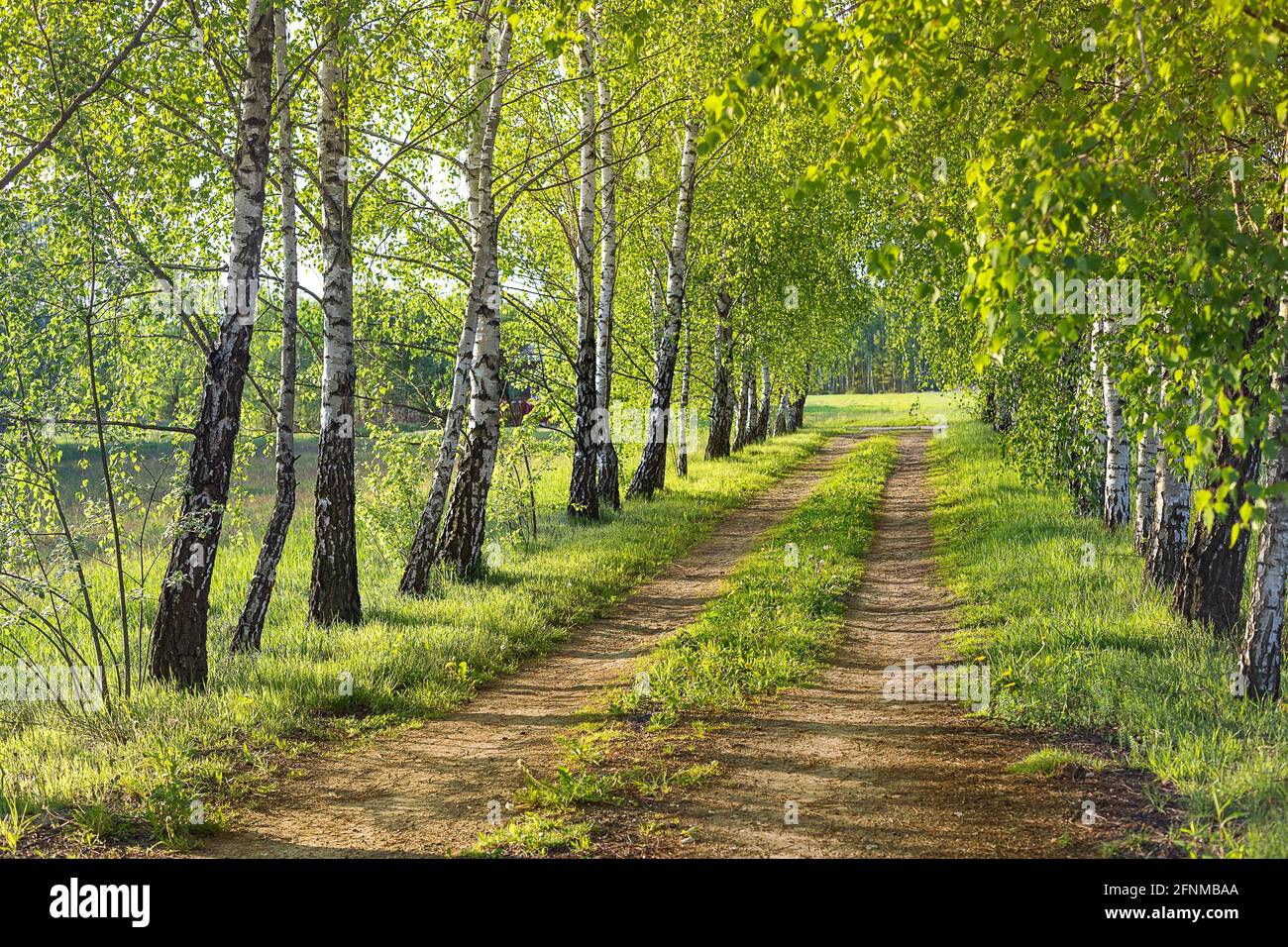 Callejón de abedul en la luz de la noche de primavera. Un camino rural entre árboles en Masovia. Paisajes polacos. Verde de mayo de los abedules. Visitar Polonia. Foto de stock